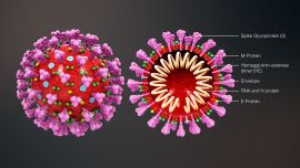 3D_medical_animation_coronavirus_structure.jpg